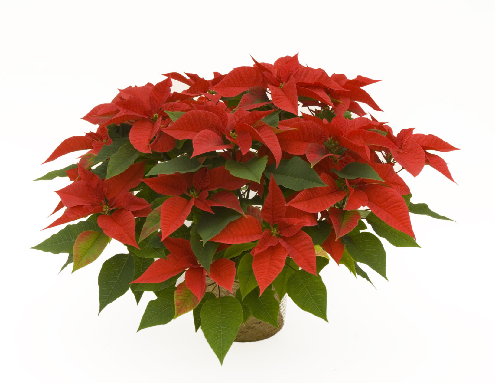 Gainans Poinsettias